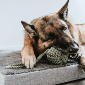 69561, 69564, 67692, 67693, 67694 Orthopedische Hondenmat Tirano