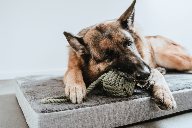 69561, 69564, 67692, 67693, 67694 Orthopedische Hondenmat Tirano