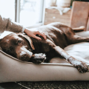 HUNTER_22463_69364_002_live_22-lpr.jpg Orthopedische Hondenmand Bruin