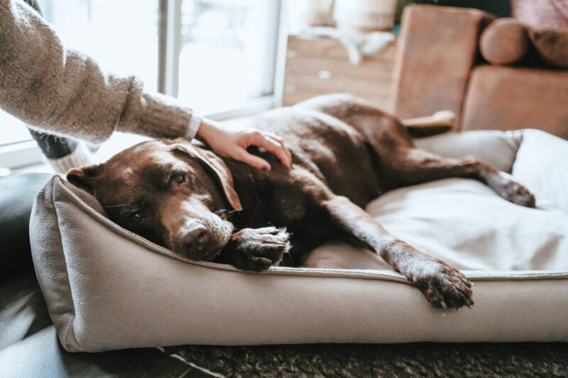 HUNTER_22463_69364_002_live_22-lpr.jpg Orthopedische Hondenmand Bruin