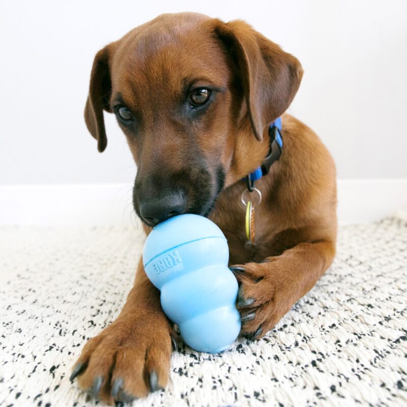 Hundesnack / Dog Snack Kong® Chicken & Rice KONG Puppy