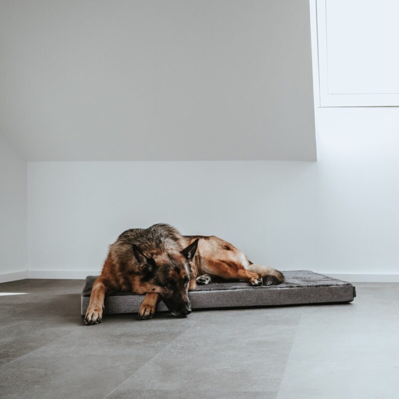 Orthopädische Hundematte / Orthopaedic Dog Mat TIRANO grau Orthopedische Hondenmat Tirano