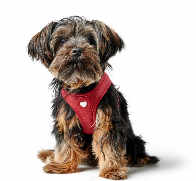 HUNTER_22763_69913_001_image_22-lpr.jpg Leren Hondentuigje Liefde