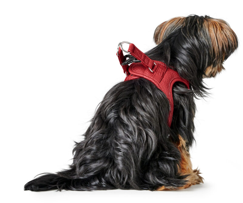 HUNTER_22765_69913_002_image_22-lpr.jpg Leren Hondentuigje Liefde