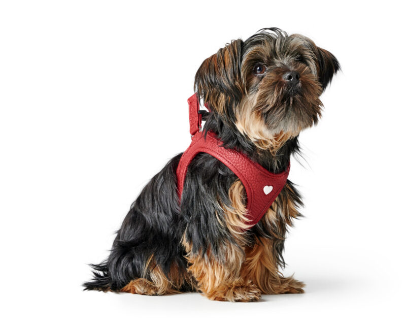 HUNTER_22767_69913_003_image_22-lpr.jpg Leren Hondentuigje Liefde