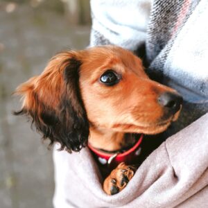 Tragebeutel / Carry Bag LOS ANGELES taupe/grau Draagzak Hondje & Puppy