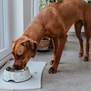 Placemat Siliconen Wit