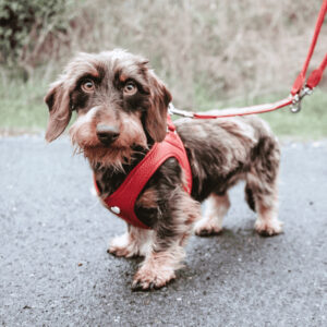 HUNTER_23539_IG_LOVE_Harness_1080x1080px_V1-lpr_cleanup.jpg Leren Hondentuigje Liefde