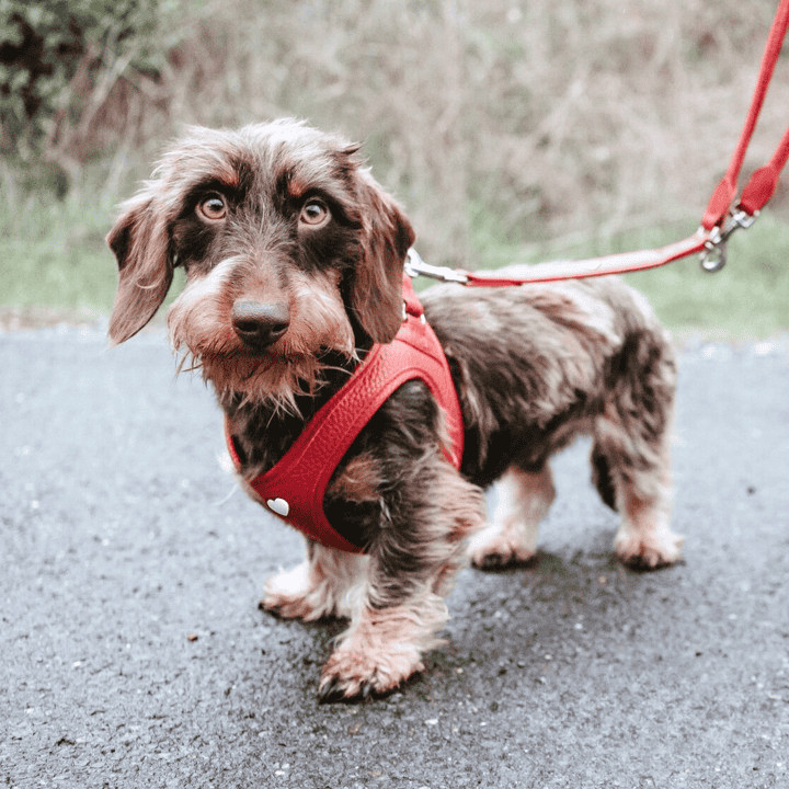 HUNTER_23539_IG_LOVE_Harness_1080x1080px_V1-lpr_cleanup.jpg Leren Hondentuigje Liefde