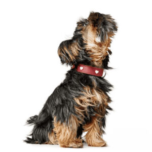 HUNTER_23544_FB_LOVE_Collar_1620x1413_V2-lpr_cleanup.jpg Leren Halsband Hond Liefde