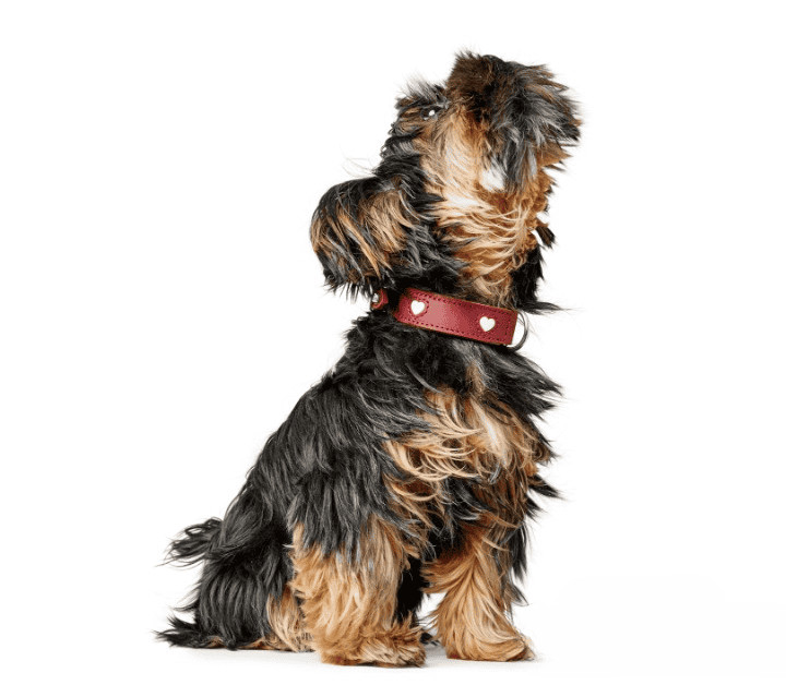 HUNTER_23544_FB_LOVE_Collar_1620x1413_V2-lpr_cleanup.jpg Leren Halsband Hond Liefde
