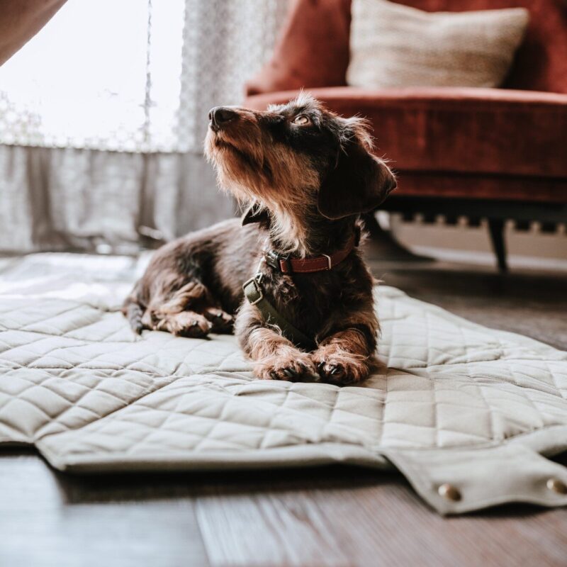 Tragetasche & Hundedecke / Carry bag & Dog blanket MADISON Hondentas & Hondendeken Khaki