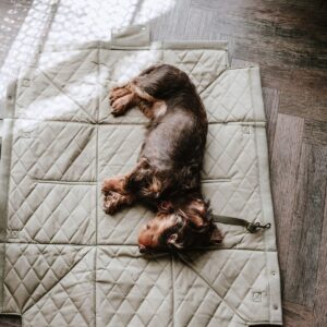 Tragetasche & Hundedecke / Carry bag & Dog blanket MADISON Hondentas & Hondendeken Khaki