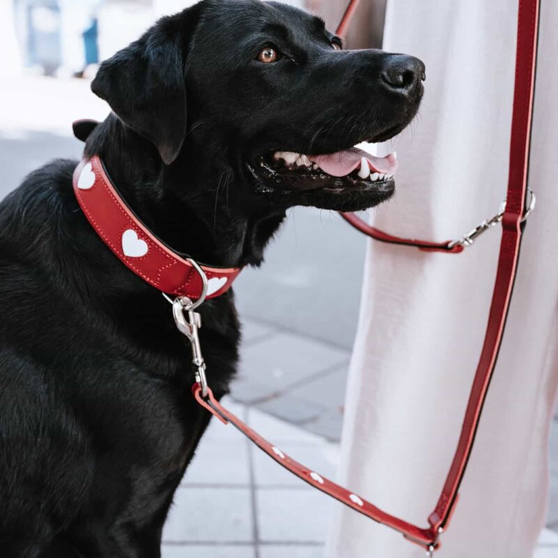 HUNTER_23949_69900_012_live_23-lpr.jpg Leren Hondenriem Liefde