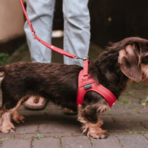 HUNTER_23954_69913_004_live_23-lpr.jpg Leren Hondentuigje Liefde