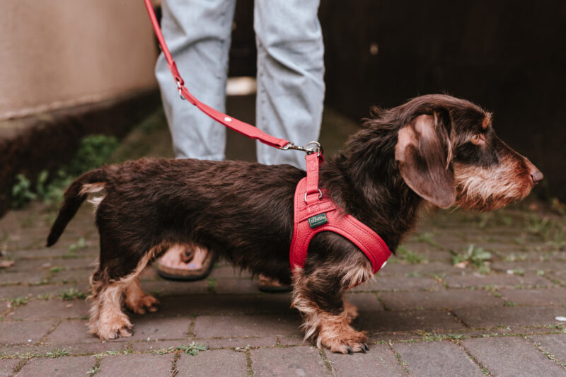 HUNTER_23954_69913_004_live_23-lpr.jpg Leren Hondentuigje Liefde