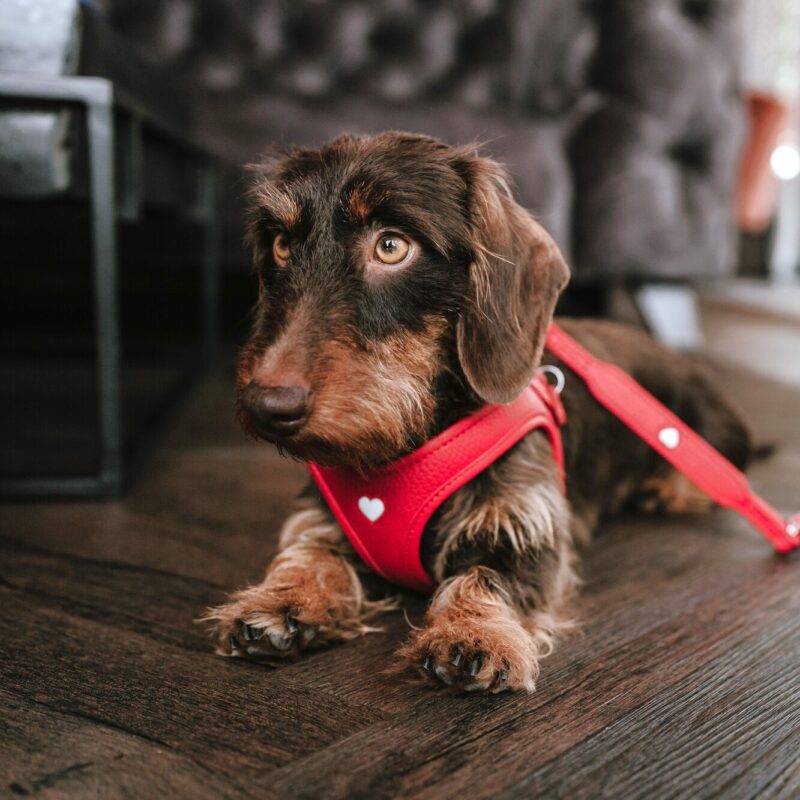 Geschirr / Harness LOVE Leren Hondentuigje Liefde