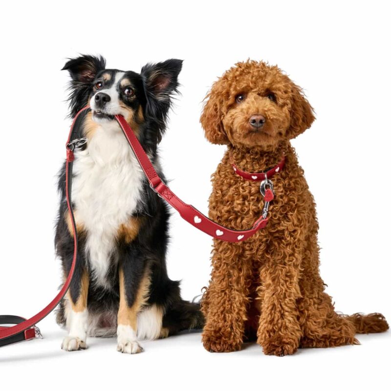 HUNTER_24117_69911_001_image_23_alpha-lpr.jpg Leren Hondenriem Liefde