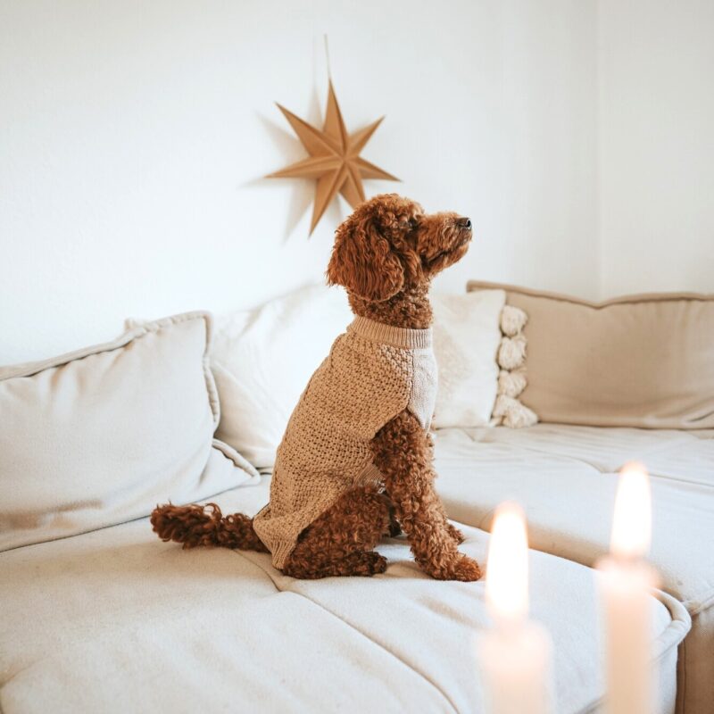 Hundepullover / Dog pullover MALMÖ beige Hondentrui Beige