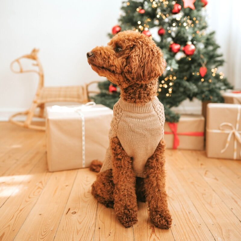 Hundepullover / Dog pullover MALMÖ beige Hondentrui Beige