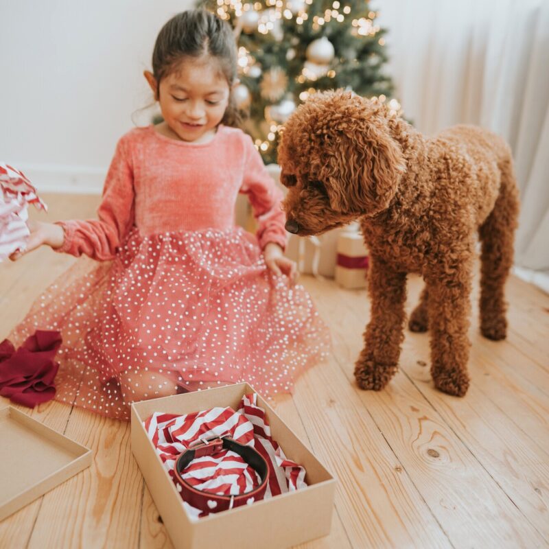 Halsband / Collar LOVE Leren Halsband Hond Liefde