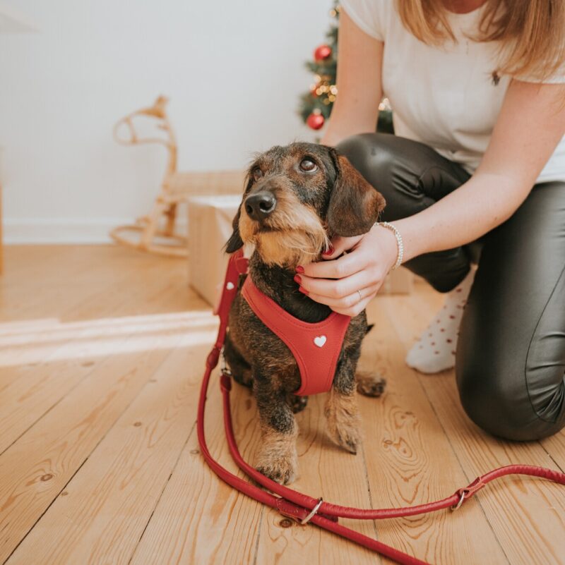 Geschirr / Harness LOVE Leren Hondentuigje Liefde