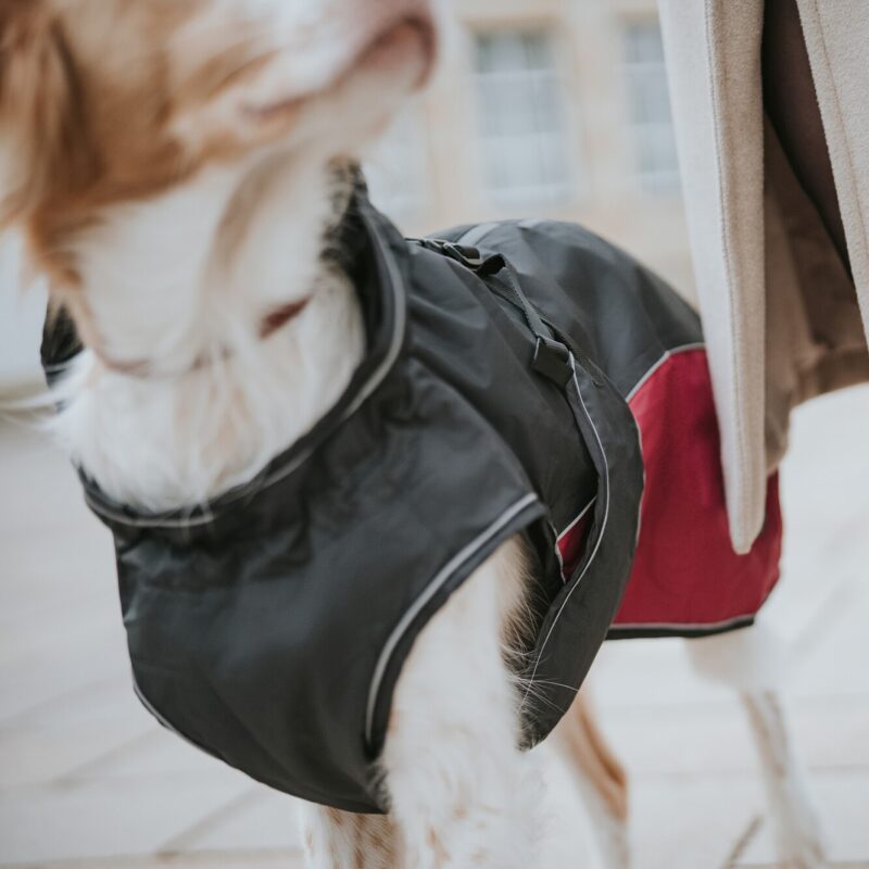 Hundemantel / Dog coat Uppsala Cozy rot Hondenjas Antraciet/Rood