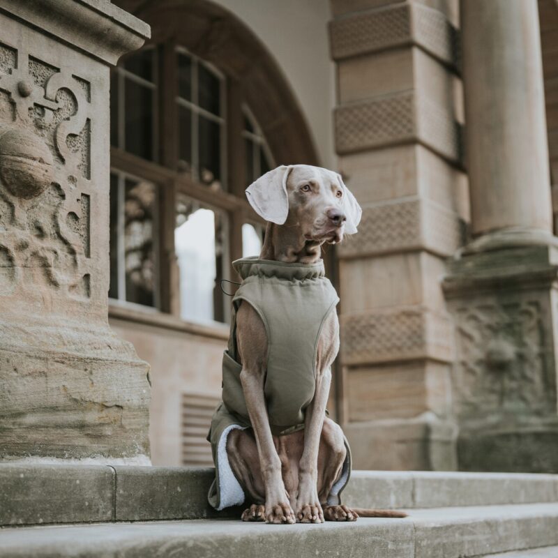 Hundemantel / Dog Coat UPPSALA Trend Hondenjas Khaki