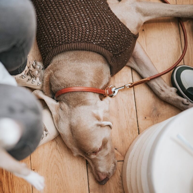 Hunepullover / Dog Pullover FINJA braun Hondentrui Bruin