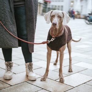 Hunepullover / Dog Pullover FINJA braun Hondentrui Bruin