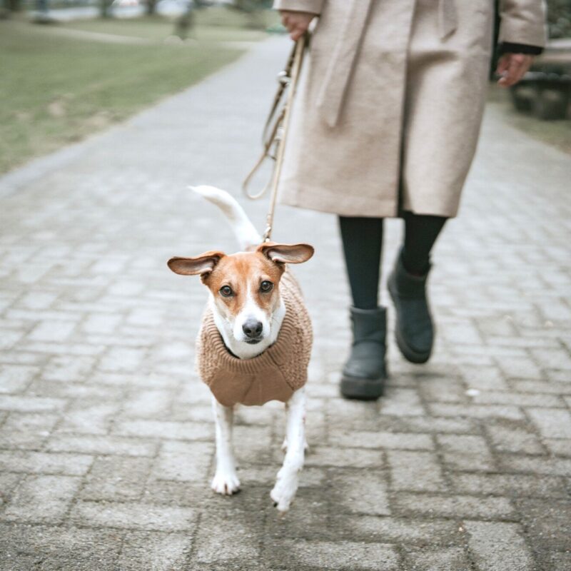 Hundepullover / Dog pullover MALMÖ beige Hondentrui Beige