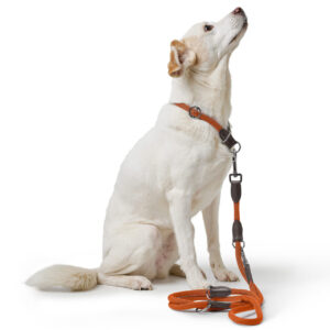 HUNTER_25620_201880_001_image_24_alpha-lpr.jpg Handsfree Hondenriem Oranje