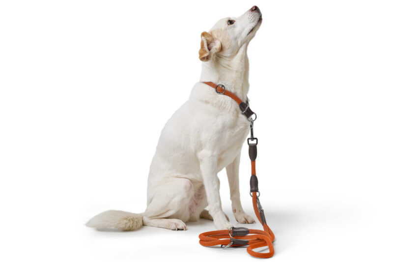 HUNTER_25620_201880_001_image_24_alpha-lpr.jpg Handsfree Hondenriem Oranje