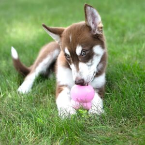 HUNTER_8087_41943_live_001_16-lpr-1-kopie.jpg KONG Puppy