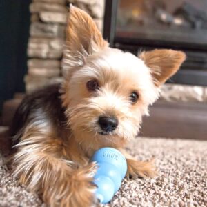 HUNTER_8088_41943_live_002_16-lpr-kopie.jpg KONG Puppy