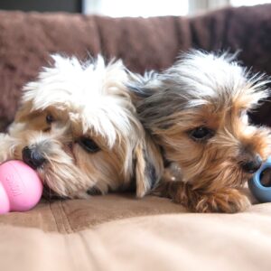 HUNTER_8089_41943_live_003_16-lpr.jpg KONG Puppy