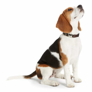 HUNTER_835_43969_image_14_001-lpr.jpg Halsband Alu-Strong Bruin