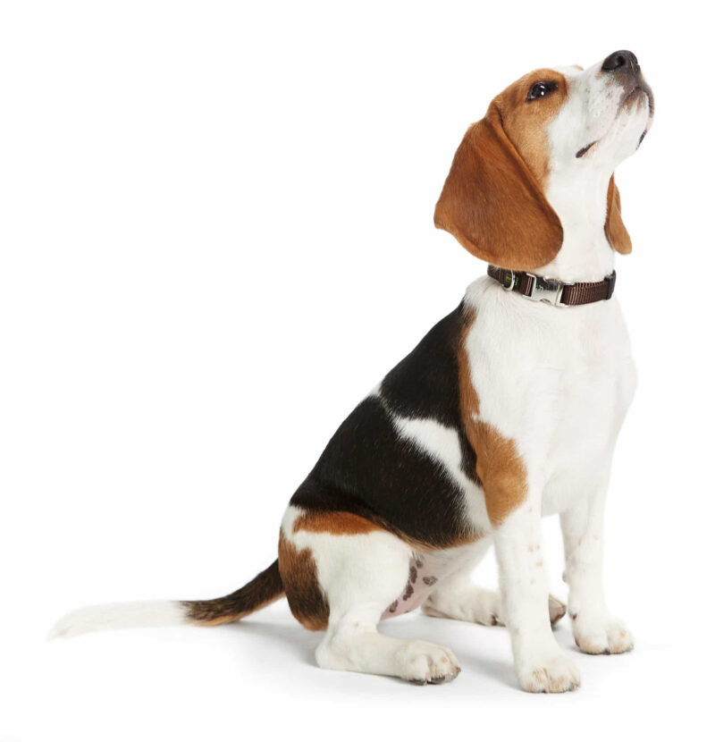 HUNTER_835_43969_image_14_001-lpr.jpg Halsband Alu-Strong Bruin