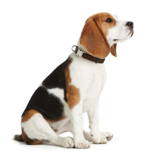 HUNTER_837_43969_image_14_002-lpr.jpg Halsband Alu-Strong Bruin