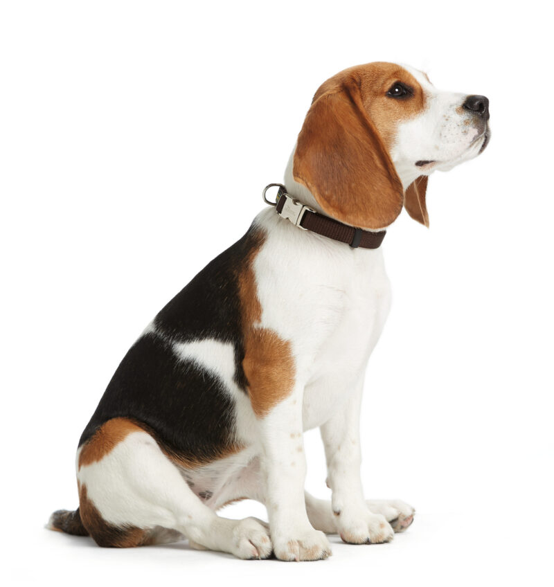 HUNTER_837_43969_image_14_002-lpr.jpg Halsband Alu-Strong Bruin