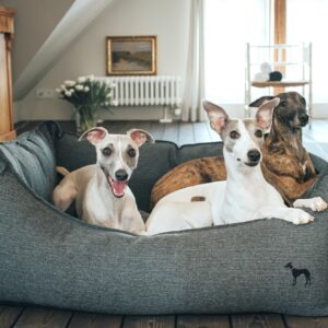 HUNTER_9203_Hunter_Mar17_26-lpr.jpg Hondenmand Livingston Antraciet