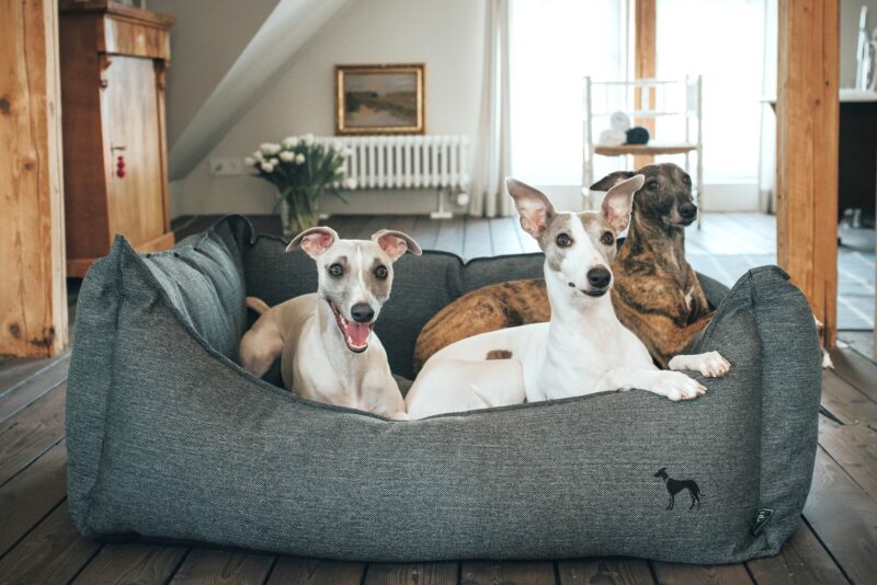 HUNTER_9203_Hunter_Mar17_26-lpr.jpg Hondenmand Livingston Antraciet