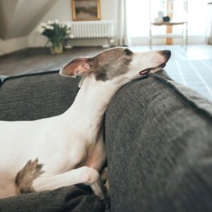 Homestory Livingston Hondenmand Livingston Antraciet