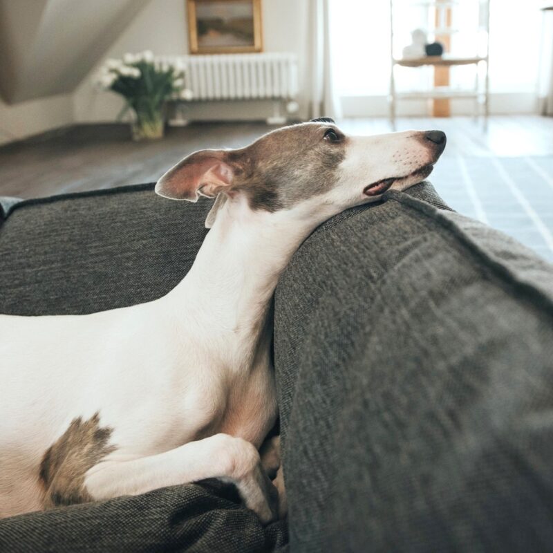 Homestory Livingston Hondenmand Livingston Antraciet