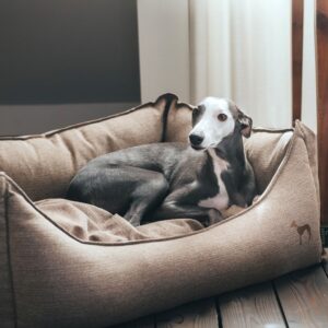 HUNTER_9225_Hunter_Mar17_76-original-scaled-1.jpg Hondenmand Livingston Bruin