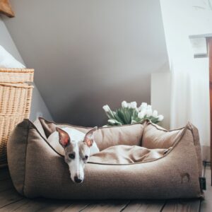 HUNTER_9232_Hunter_Mar17_93-original-scaled-1.jpg Hondenmand Livingston Bruin