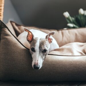 HUNTER_9233_Hunter_Mar17_94-original-scaled-1.jpg Hondenmand Livingston Bruin