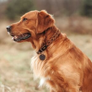 Halsband-Solid-Education-3.jpg Leren Halsband Solid Education