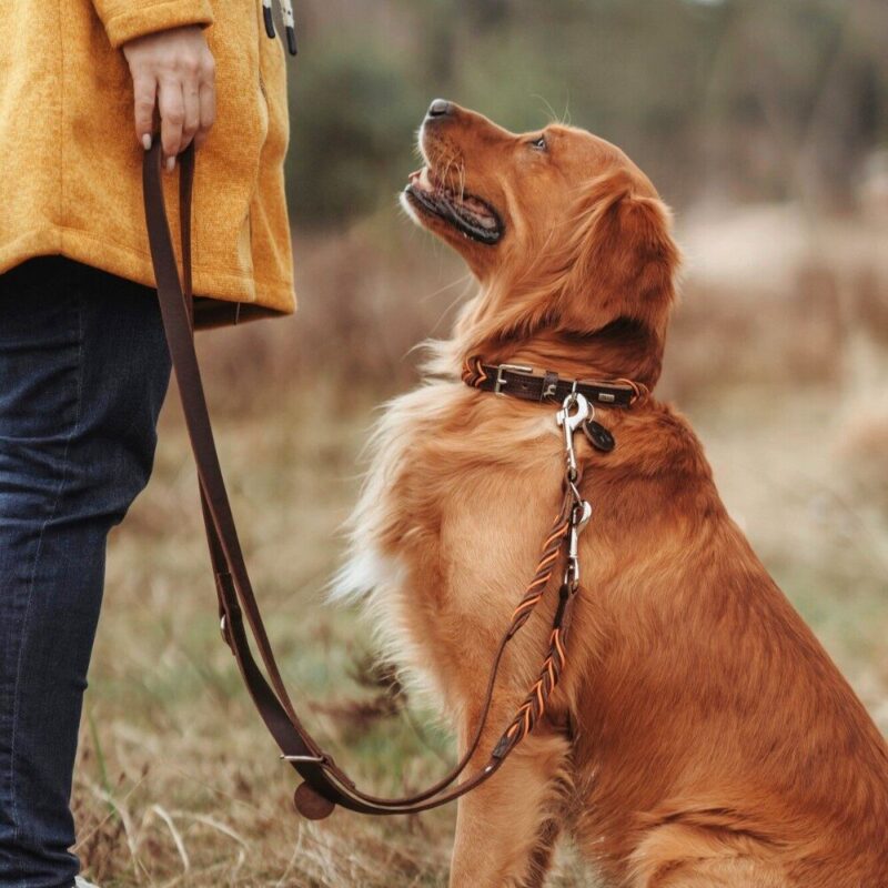 Halsband-Solid-Education-4-1.jpg Luxe Leren Hondenriem Solid Education