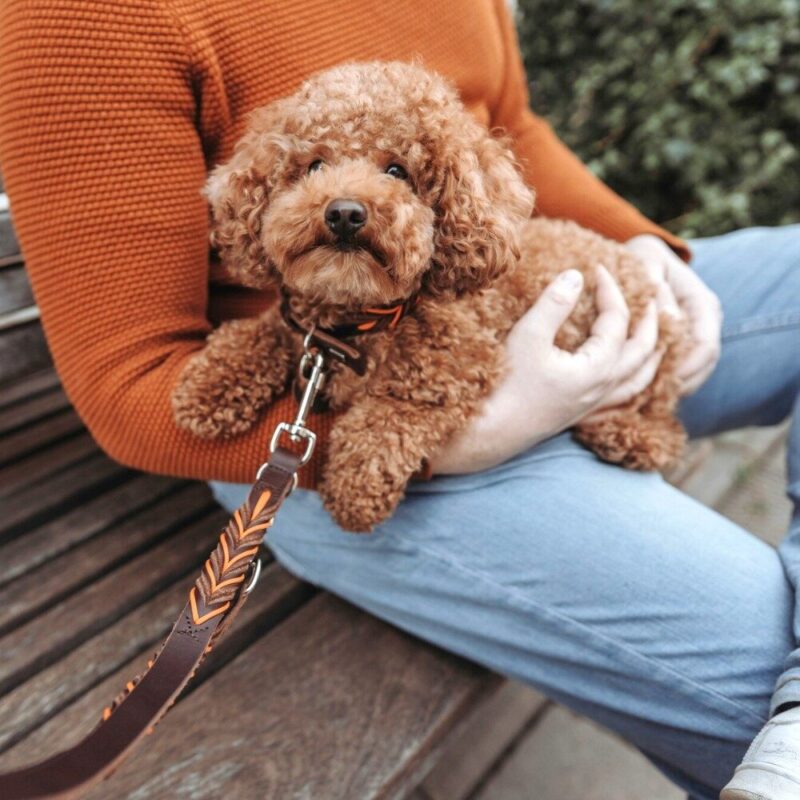 Halsband-Solid-Education-5-1.jpg Luxe Leren Hondenriem Solid Education